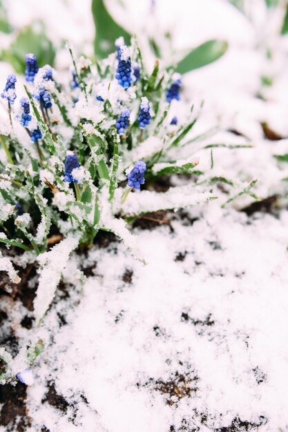 Pierwsze niebieskie kwiaty hiacyntu muscari w wiosennym ogrodzie pod śniegiem