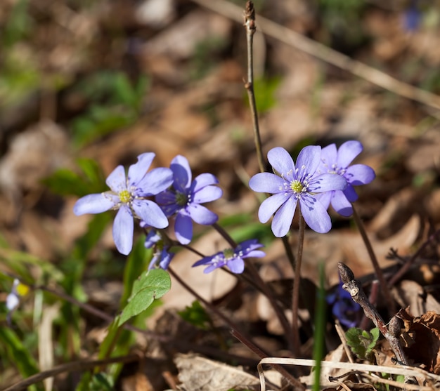 Pierwsze niebieskie leśne kwiaty na wiosnę, leśne rośliny na wiosnę w lesie