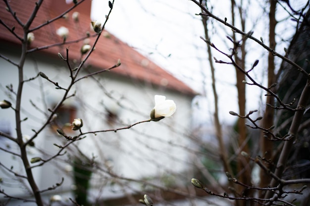 pierwsze nieśmiałe kwiaty magnolii na prawie nagich gałęziach pierwsze wiosenne kwiaty