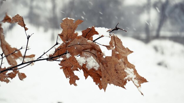 Pierwsze pokryte śniegiem jesienne kolorowe liście w drzewie Marka drzewa z żółtymi liśćmi pod śniegiem Jesienne liście pod śniegiem Ośnieżone liście dębu w zimowym lesie