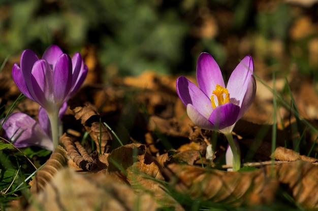 pierwsze wiosenne kwiaty. Krokus vernus