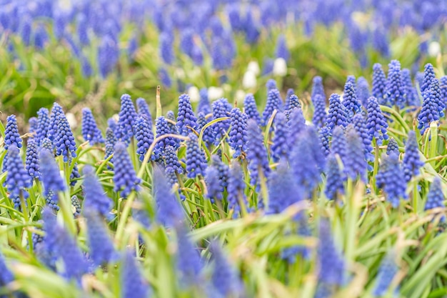 Pierwsze wiosenne kwiaty niebieskie muscari w ogrodzie winogrona jacintu lub bluebells selektywne skupienie