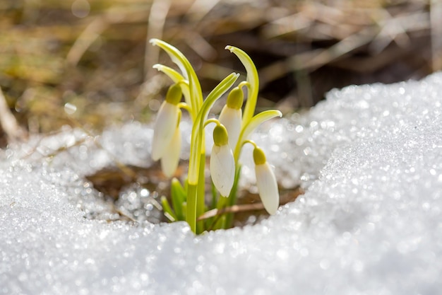 Pierwsze wiosenne kwiaty przebiśniegów docierają do słońca w środku śniegu