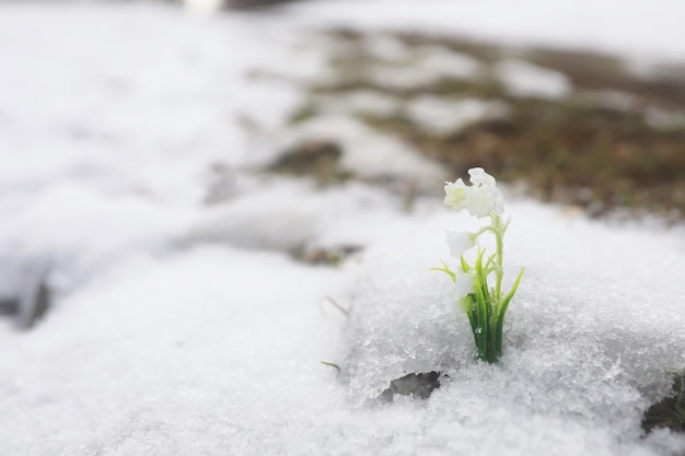 Pierwsze wiosenne kwiaty. Ze śniegu wyrastają w lesie przebiśniegi. Biała konwalia kwitnie pod pierwszymi promieniami wiosennego słońca.