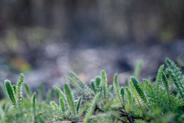 Pierwsze zielone źdźbła dzikiej trawy wyrastają z ziemi wczesną wiosną