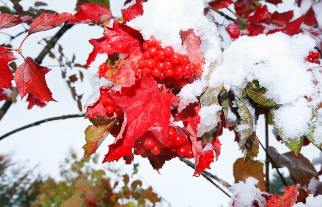 Pierwszy jesienny śnieg na krzaku kaliny z pęczkami czerwonych jagód.