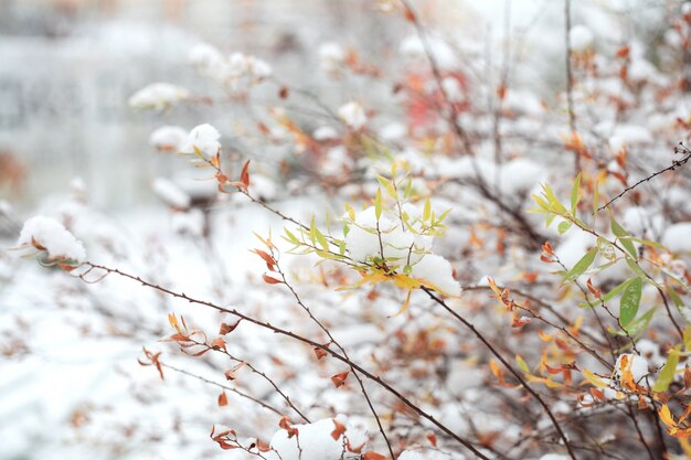 Pierwszy śnieg na gałęziach z liśćmi.