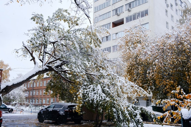 Pierwszy śnieg na jesiennych gałęziach drzew i liściach ulic miasta