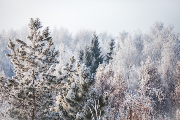 Pierwszy śnieg W Parku. Zimowy Krajobraz