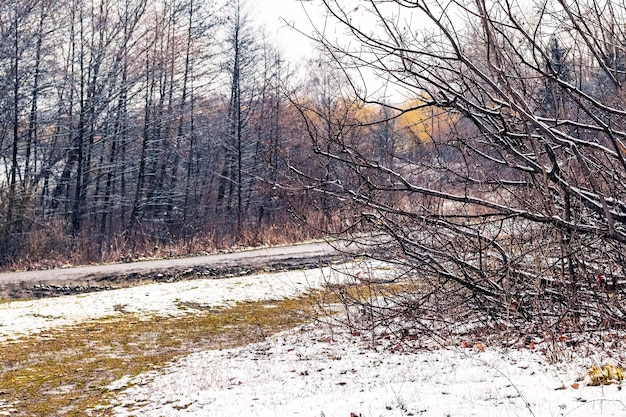 Pierwszy śnieg z zimowego lasu Zaśnieżona droga w lesie