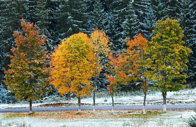 Pierwszy Zimowy śnieg I Jesienne Kolorowe Liście W Pobliżu Górskiej Drogi Drugorzędnej (karpaty, Ukraina)