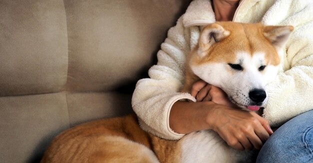 Pies Akita Inu i kobieta na kanapie Zbliżenie