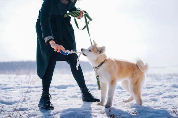 Pies akita inu na zielonej smyczy bawi się zabawką ze sznurka z kobietą w ciemnozielonym płaszczu