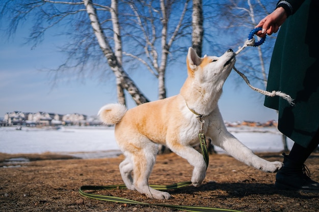 Pies akita inu na zielonej smyczy bawi się zabawką ze sznurka z kobietą w ciemnozielonym płaszczu