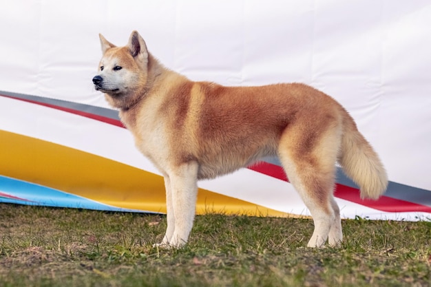 Pies Akita W Pełnym Rozwoju W Parku Na Trawie