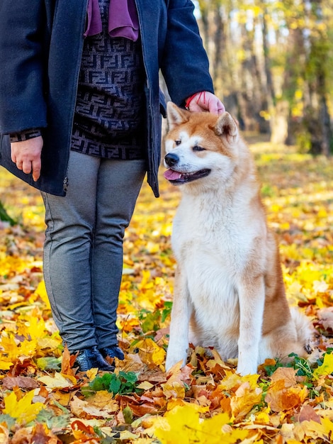 Pies akita z kochanką w jesiennym parku wśród żółtych opadłych liści