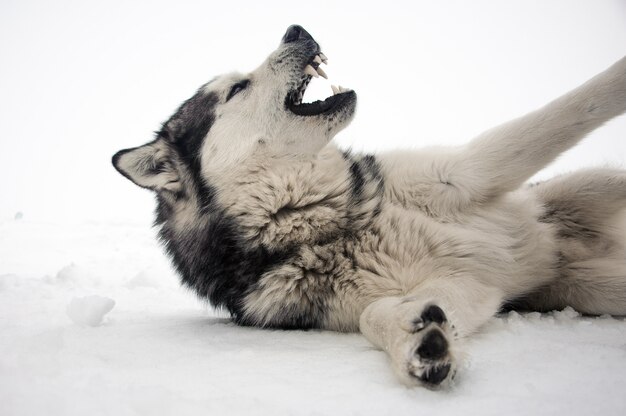 Pies Alaskan Malamute leży na śniegu i uśmiecha się szeroko