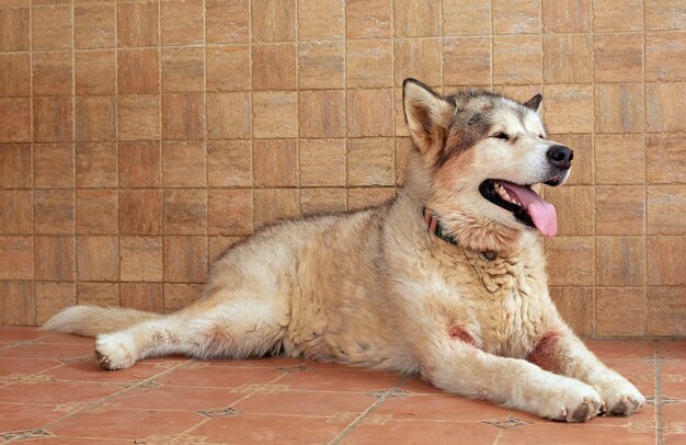 Pies Alaskan Malamute Pokazujący Język