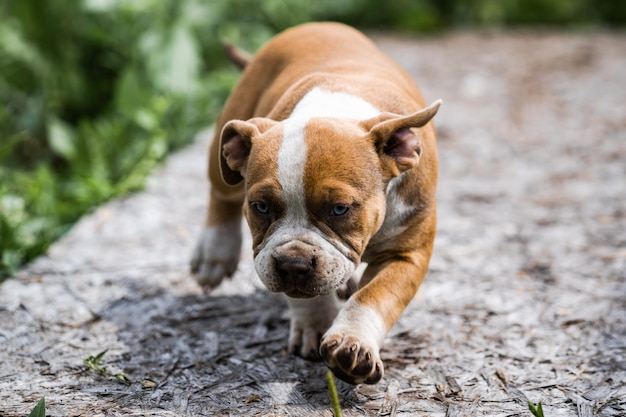 Pies amerykański Pit Bull Terrier, portret na charakter.