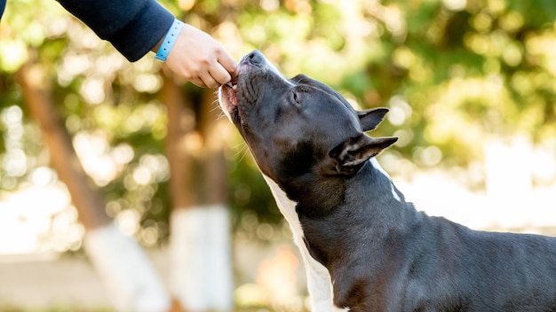 Pies Amstaff zabiera jedzenie z ręki właściciela w jesiennym parku