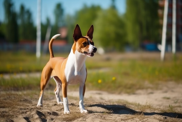 Pies basenji biegnie na spacerze ulicą