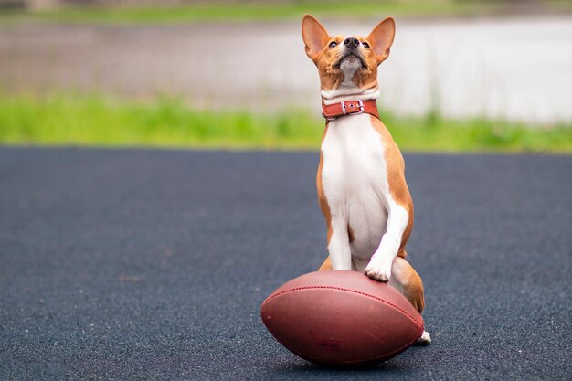 Pies basenji z piłką do rugby