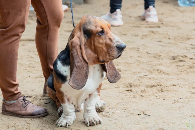 Pies Basset Hound na wystawie psów