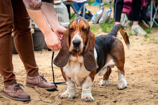 Pies Basset Hound na wystawie psów