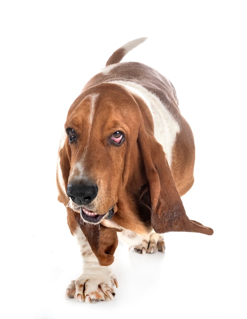 Pies Basset Hound