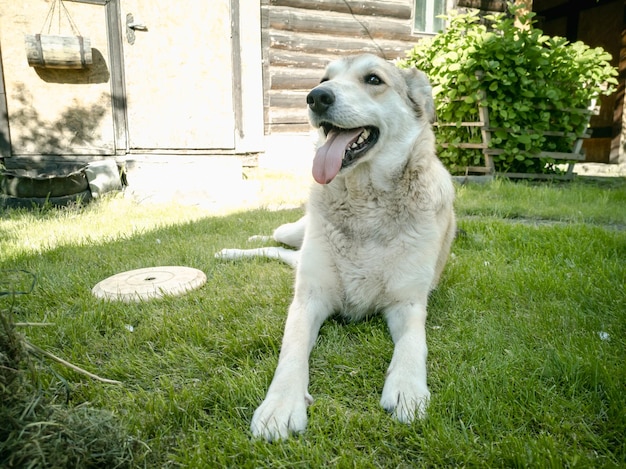 Pies Bawi Się Latającym Frisbee Na Trawniku