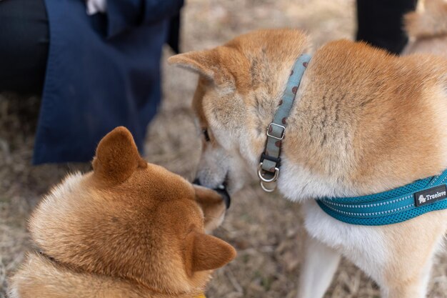 Pies bawi się w parku Japanese Midget Shiba z właścicielem w letnim parku