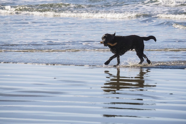 Pies bawiący się na plaży