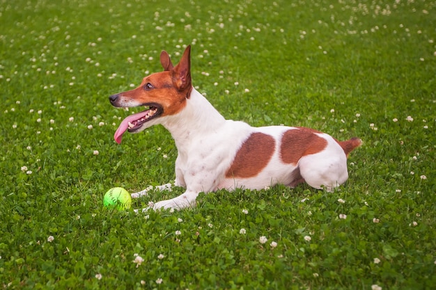 Pies bawić się piłką na trawie Jack Russell Terrier