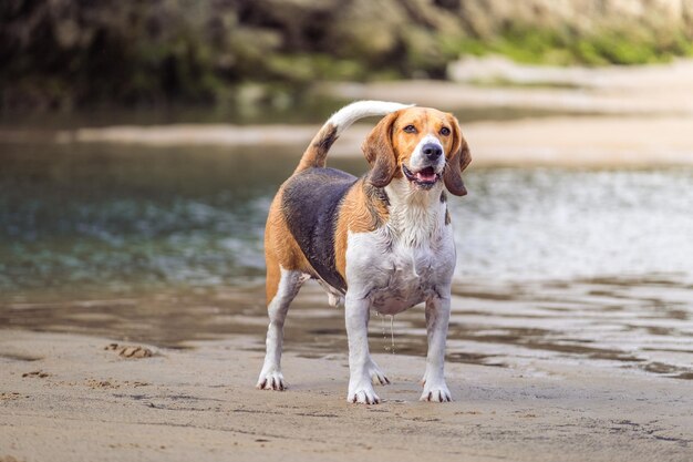 Zdjęcie pies beagle bawiący się i biegający na plaży