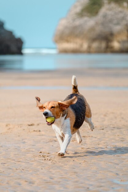 Zdjęcie pies beagle bawiący się i biegający na plaży