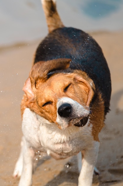 Zdjęcie pies beagle bawiący się i biegający na plaży