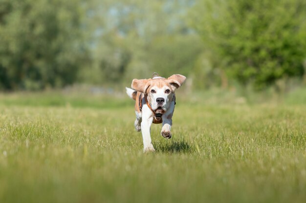 Pies beagle biegający po trawie w parku