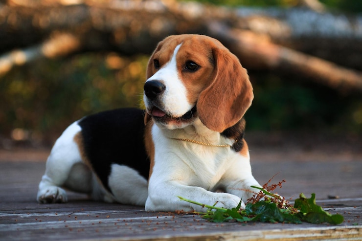 Zdjęcie pies beagle leży na promenadzie