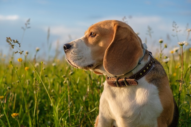 Pies Beagle na spacerze latem na zielonej łące z dzikimi białymi stokrotkami