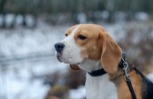 Pies Beagle na spacerze w zimowym lesie z białymi zaspami i ośnieżonymi drzewami