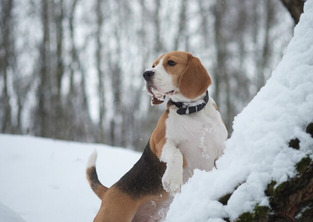 Pies Beagle na spacerze w zimowym lesie z białymi zaspami i ośnieżonymi drzewami