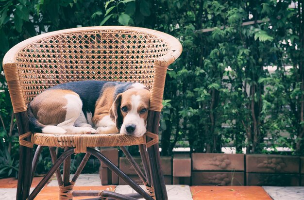 Pies Beagle siedzi na krześle z rattanu. Patrząc w kamerę