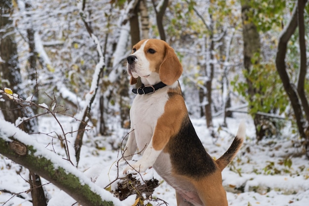 Pies Beagle w lesie jesienią zaśnieżony na spacer