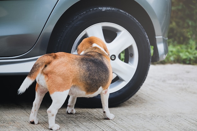 Pies Beagle Wącha I Przegląda Koło Samochodu Przed Siusiu