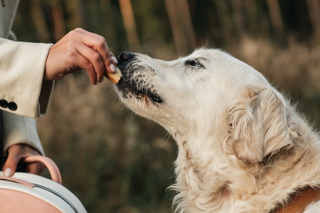 Pies biały golden retriever i pies smakołyk