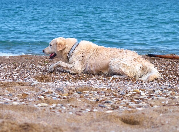 Pies biały golden retriever na plaży