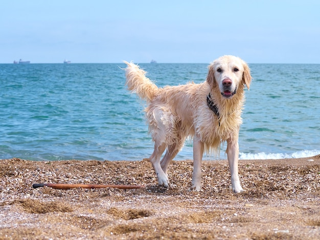 Pies biały złoty labrador retriever na plaży