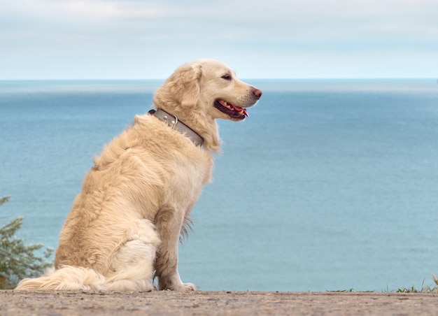 Pies biały złoty labrador retriever na plaży