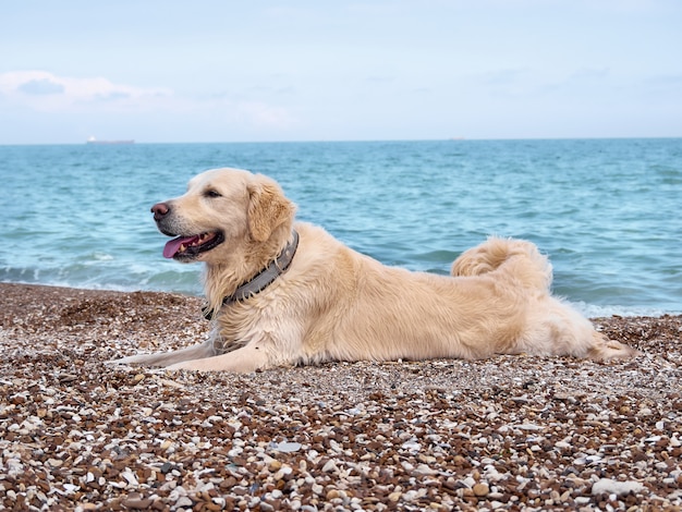Pies biały złoty labrador retriever na plaży