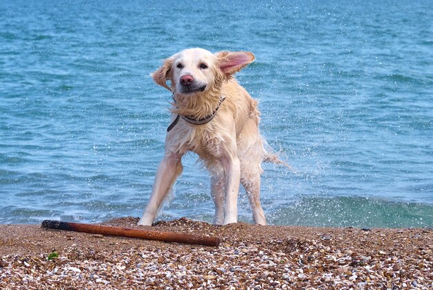 Pies biały złoty labrador retriever na plaży